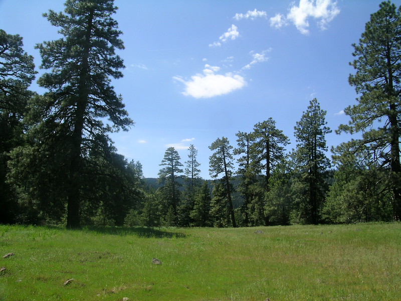 A level green prairie surrounded by old growth ponderosas.