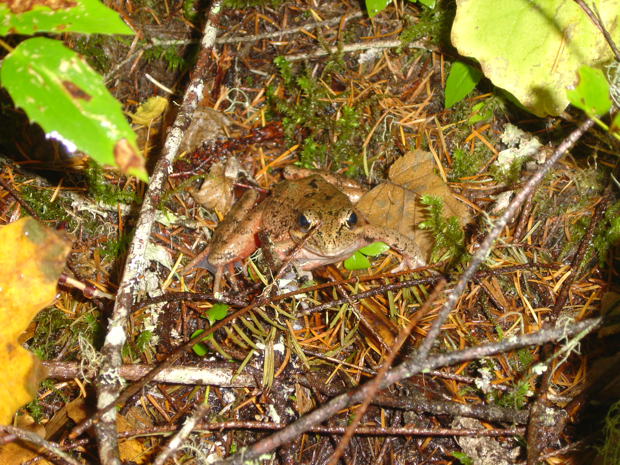 This is a photo close-up of a frog looking back at the camera. The frog camouflages with the light brown groundcover and haircap moss on the wet ground.