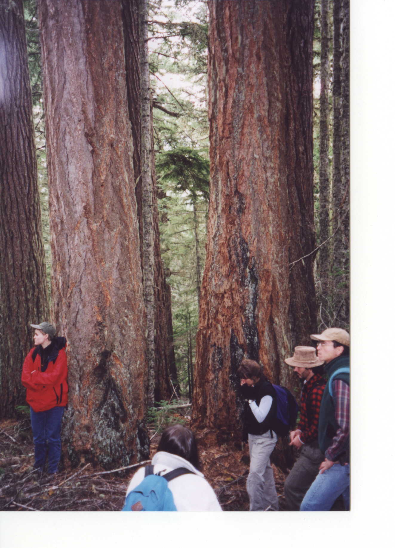 This is a photo taken in the Shellwood Timber Sale with volunteers amongst old growth.