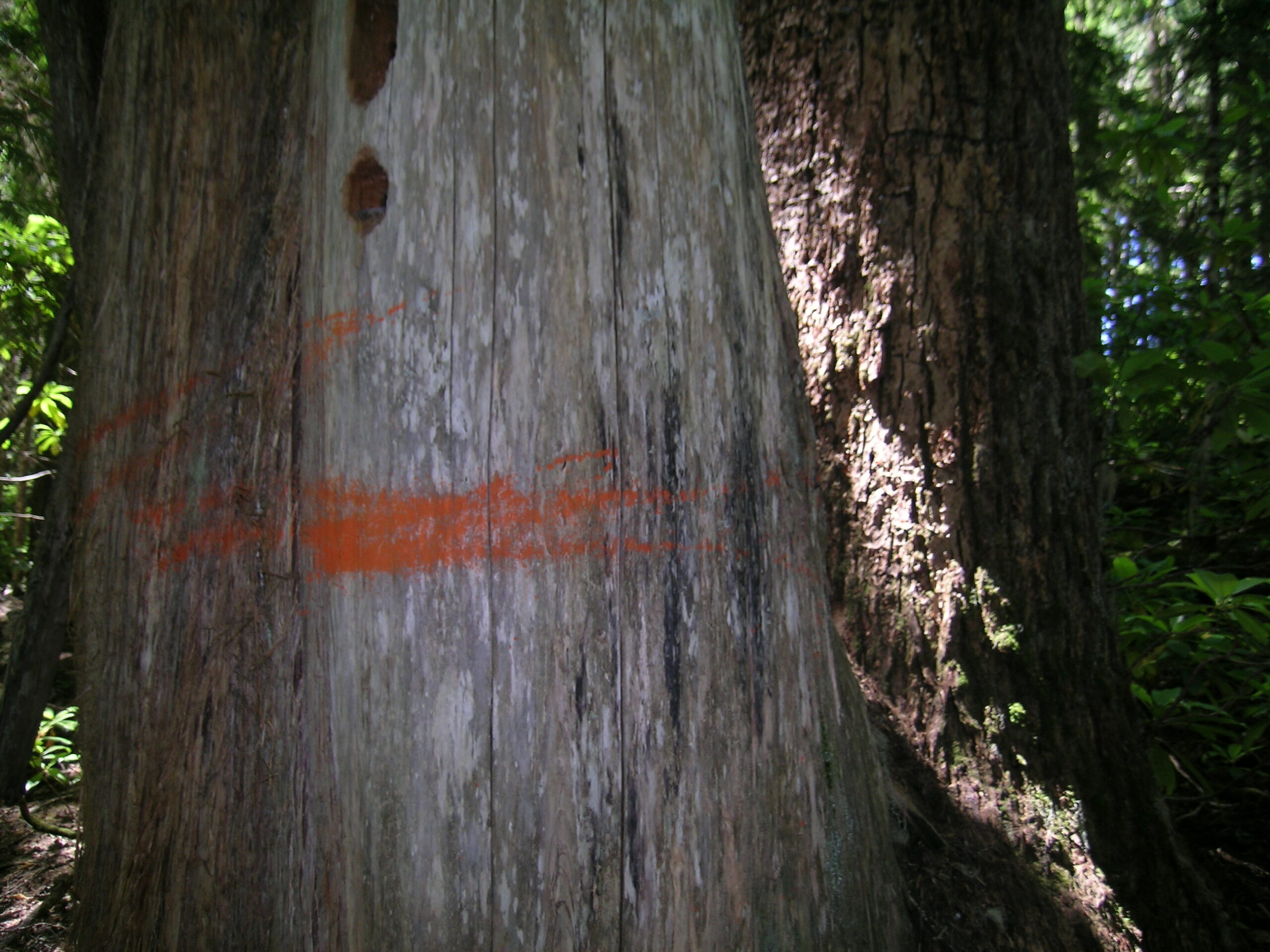 This is a close-up of an orange marked tree in the Slinky Timber Sale.