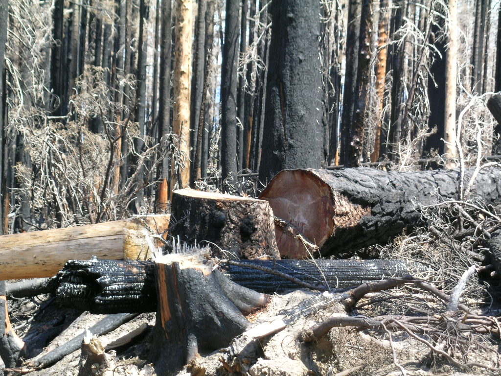 A burned forest with a clean cut tree in the center of the photo.