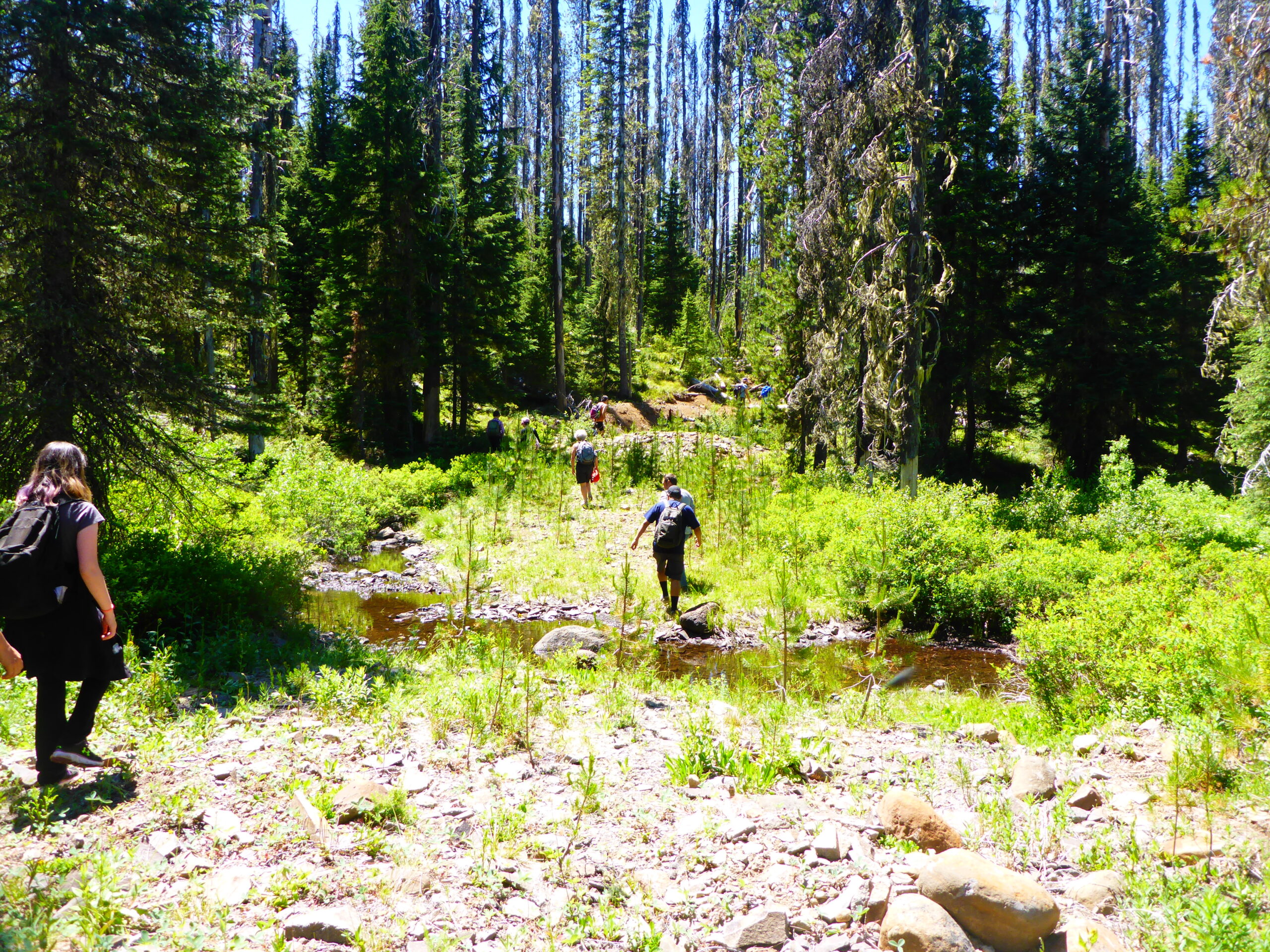 Volunteers are crossing a small rocky stream to the end of a forest.