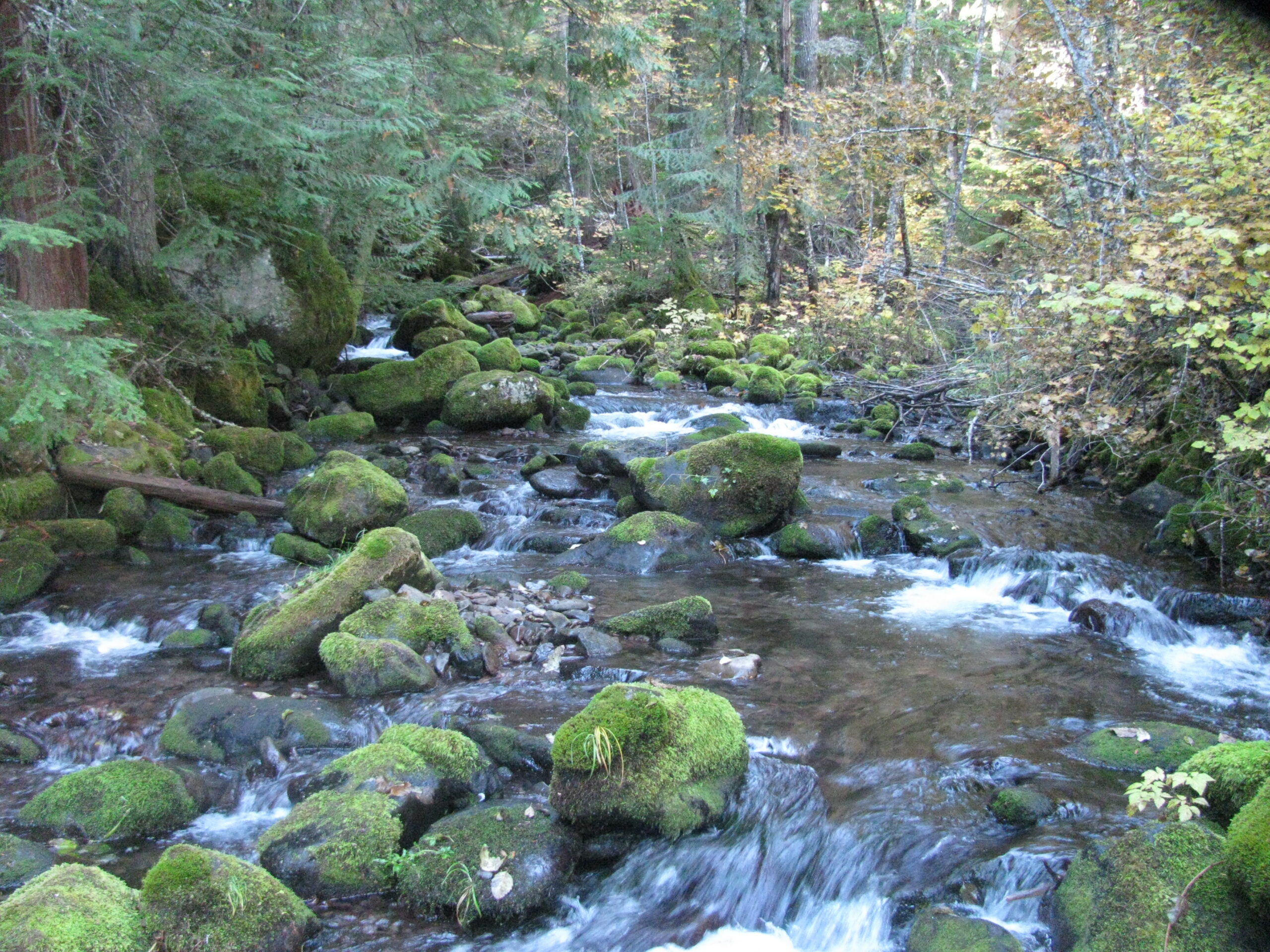 This is a cobble streambed creek, with algae growth on the rocks. The photo is facing upstream with afternoon light in the trees.