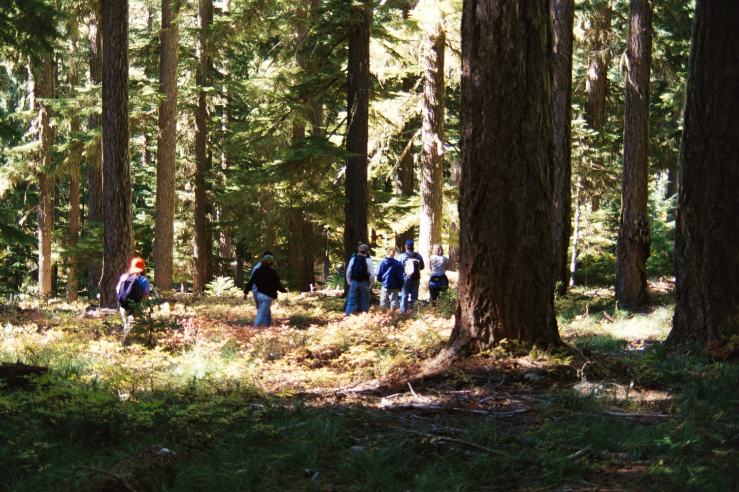A group of volunteers are walking through the forest with some light coming through the trees and there is a large tree in the forefront of the photo.