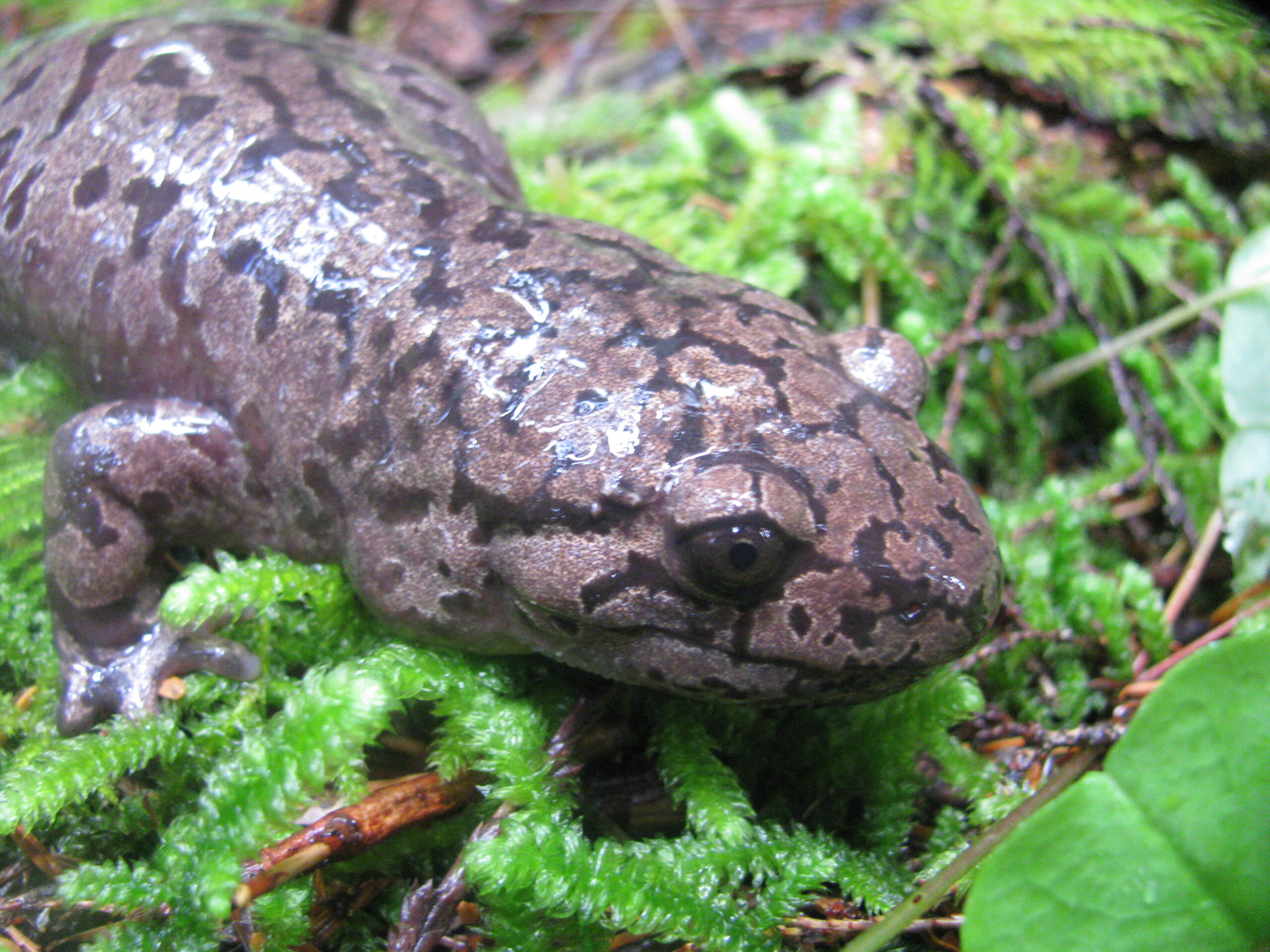 This is a close-up of a Pacific Giant Salamander amongst some neon green moss within the Horseshoe Timber Sale area.