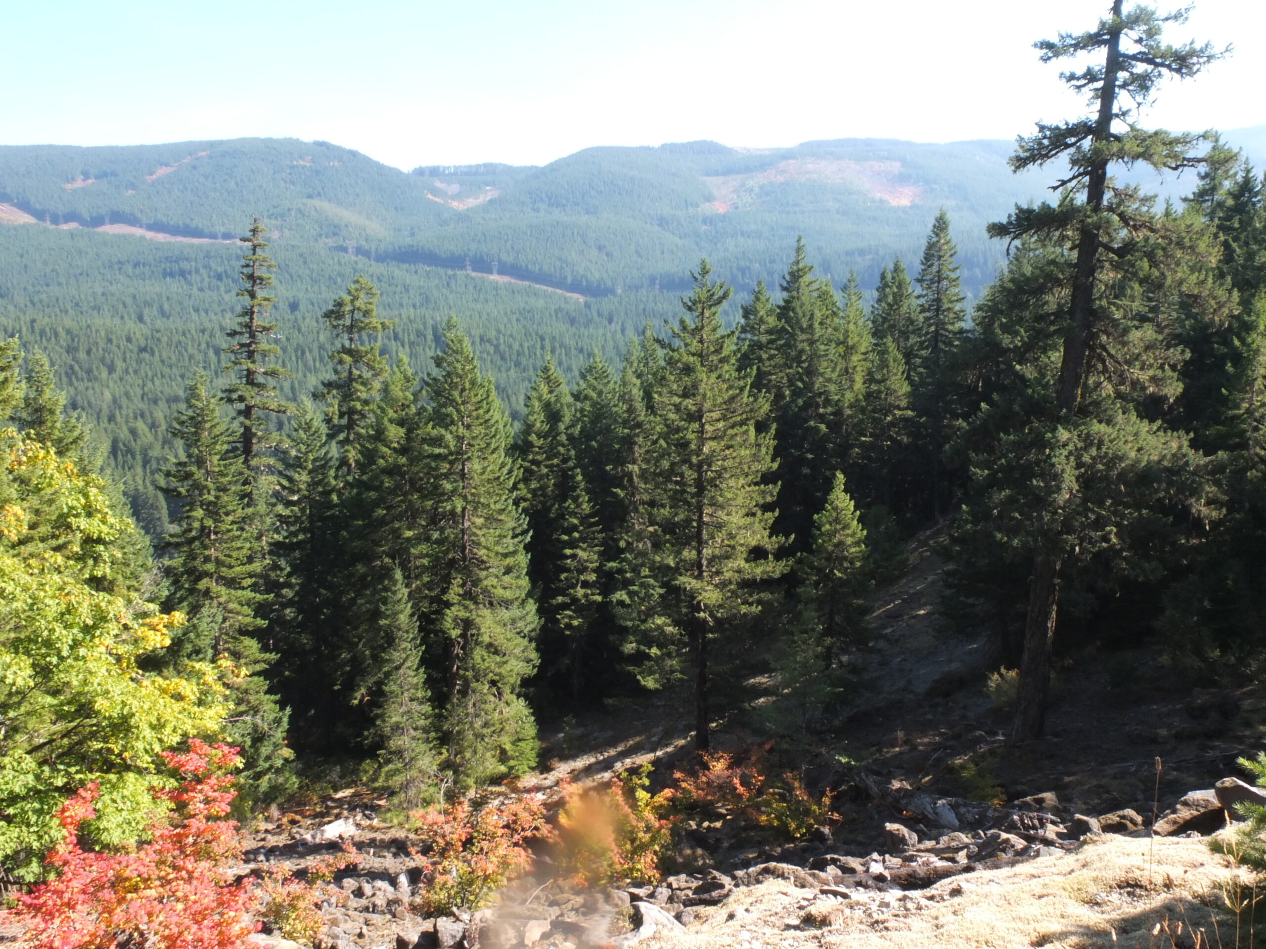 Looking at a downwards rocky slope, with some dried dead trees with red pin needles, there is a view of the forest in the foreground. In the far distance are rolling hills.