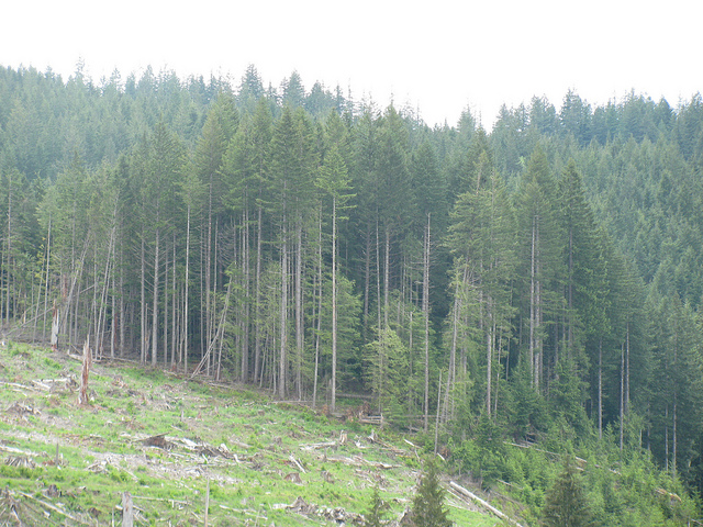 This is a view of a clearcut next to an event age plantation in part of the Take 3 Timber Sale.