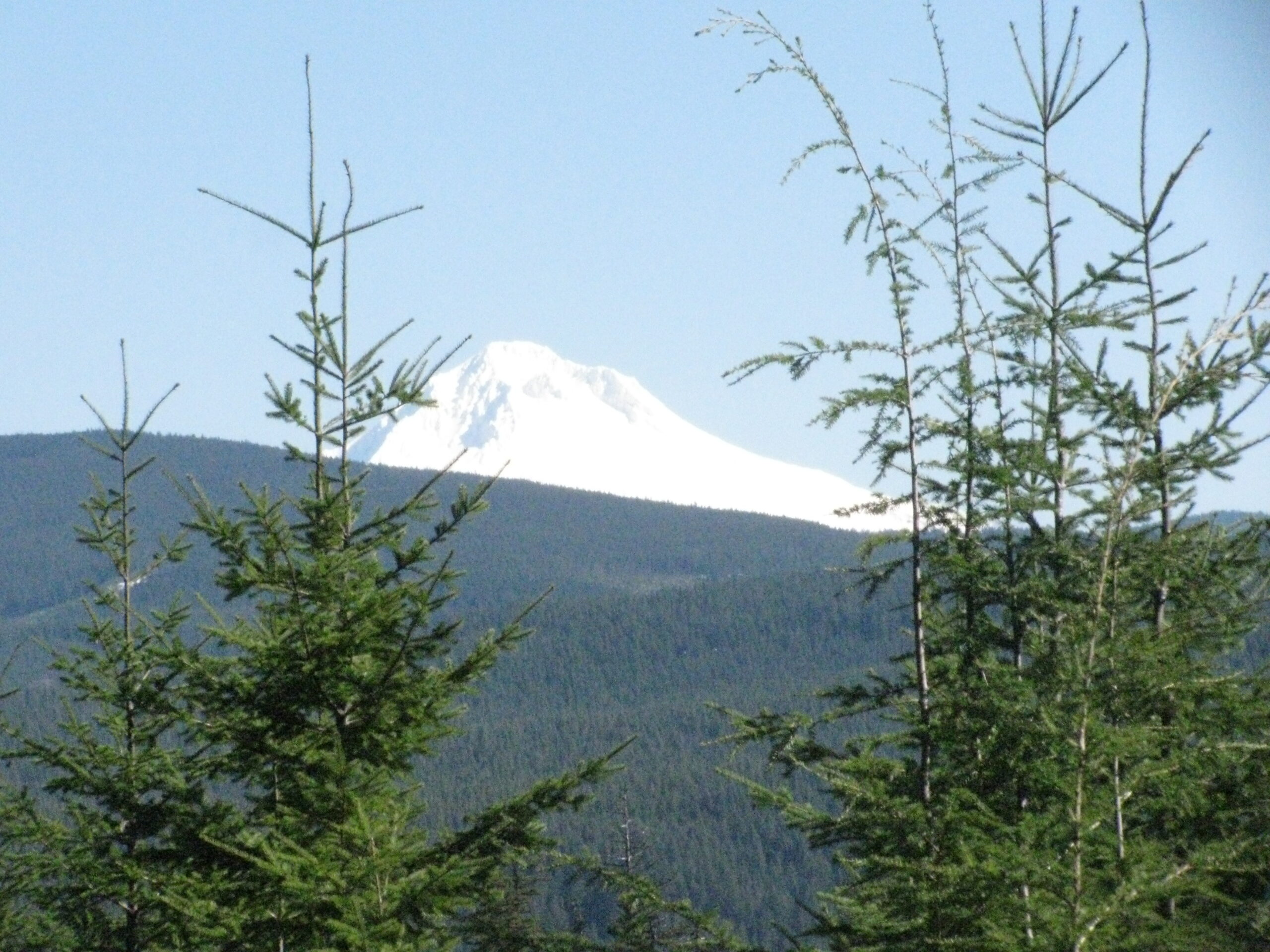 Mount Hood is peaking out behind a forested hill, framed by two trees in the foreground.