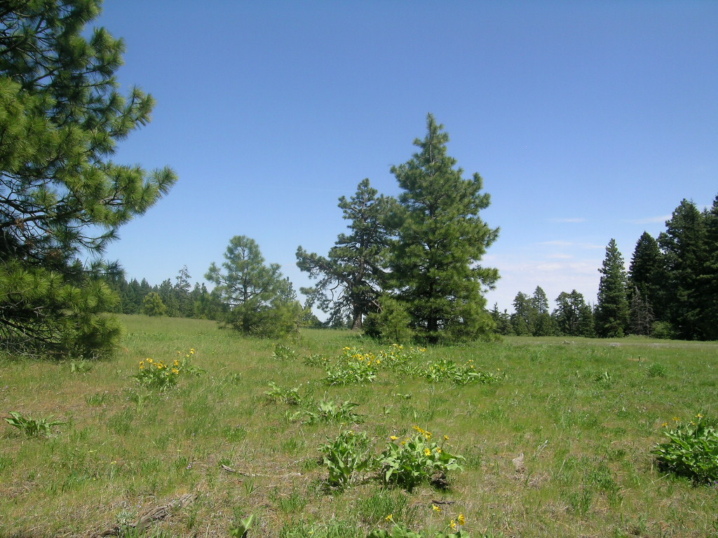 This picture is looking up on a slope with medium sized strees scattered about a green prairie. The blue sky is cloudless.