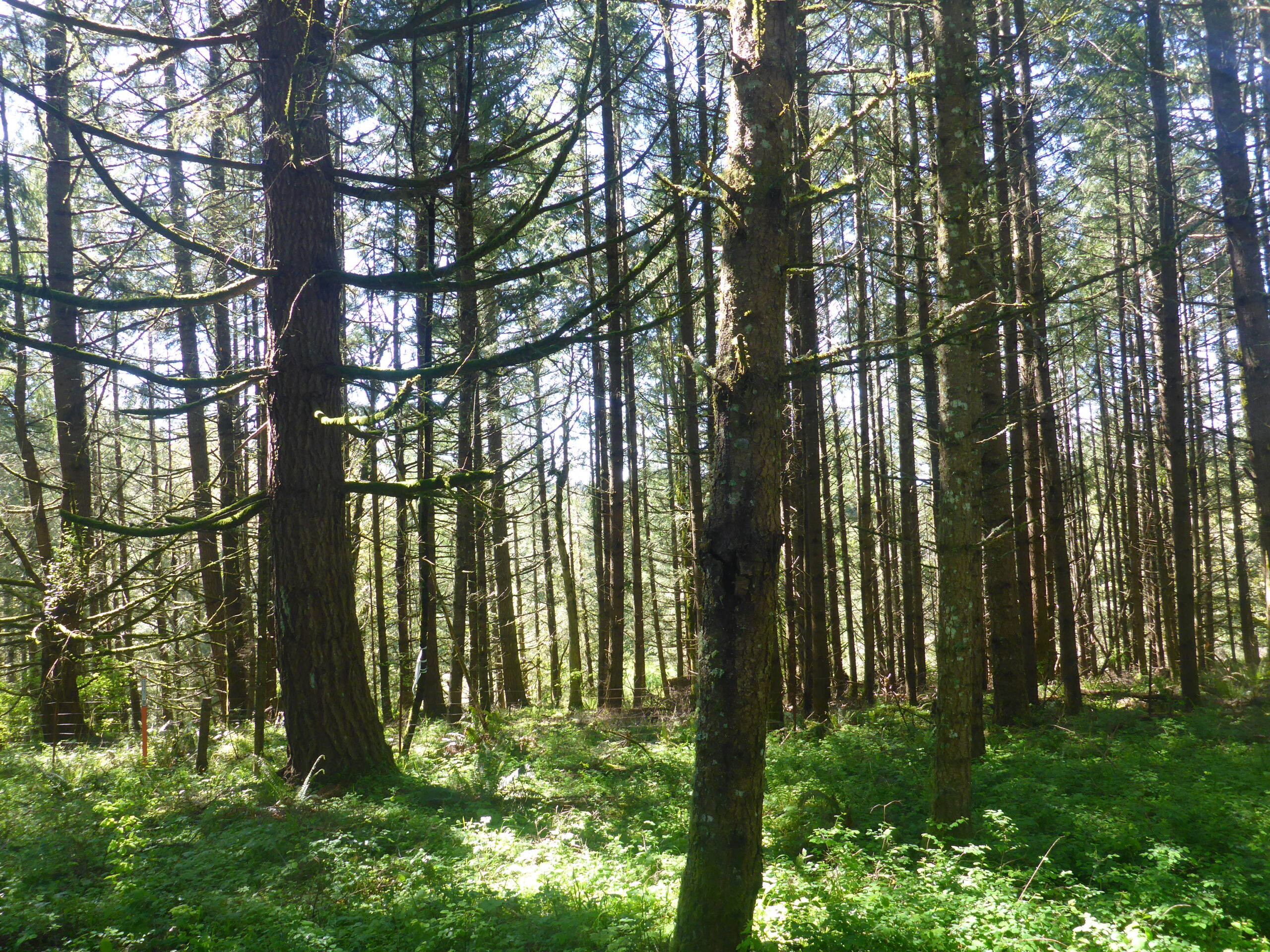This is a picture of a coniferous section of the forest. There are many trees amongst a short green understory and the trees look like they don't have many needles on their lower branches. There are two larger trees in the forefront of the photo and many thinner trees in the background.