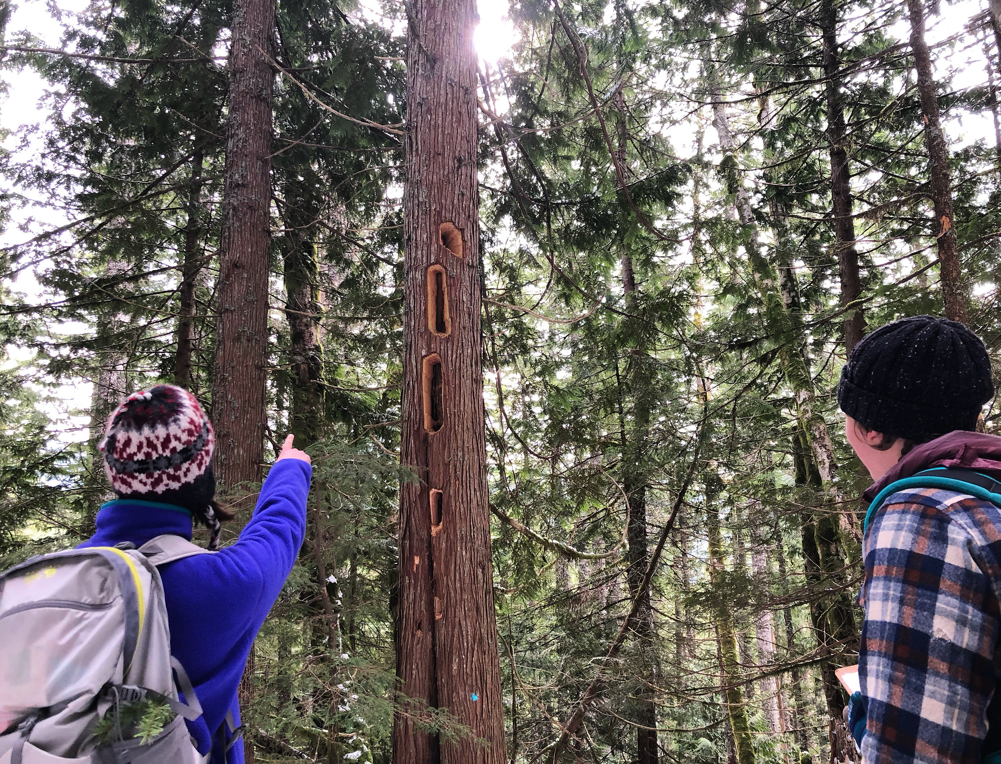 Two people, in the forest in winter clothing pointing at fir trees that have been excavated by pileated woodpeckers.