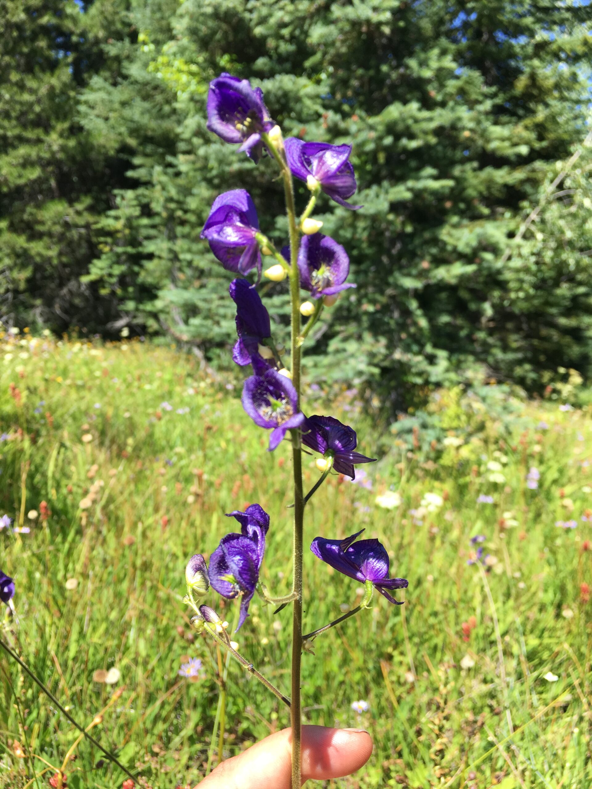 Color photo of a bright purple wildflower held by a person's hand in a meadow. The grass is bright green on a sunny day and there's a line of pine trees in the background.