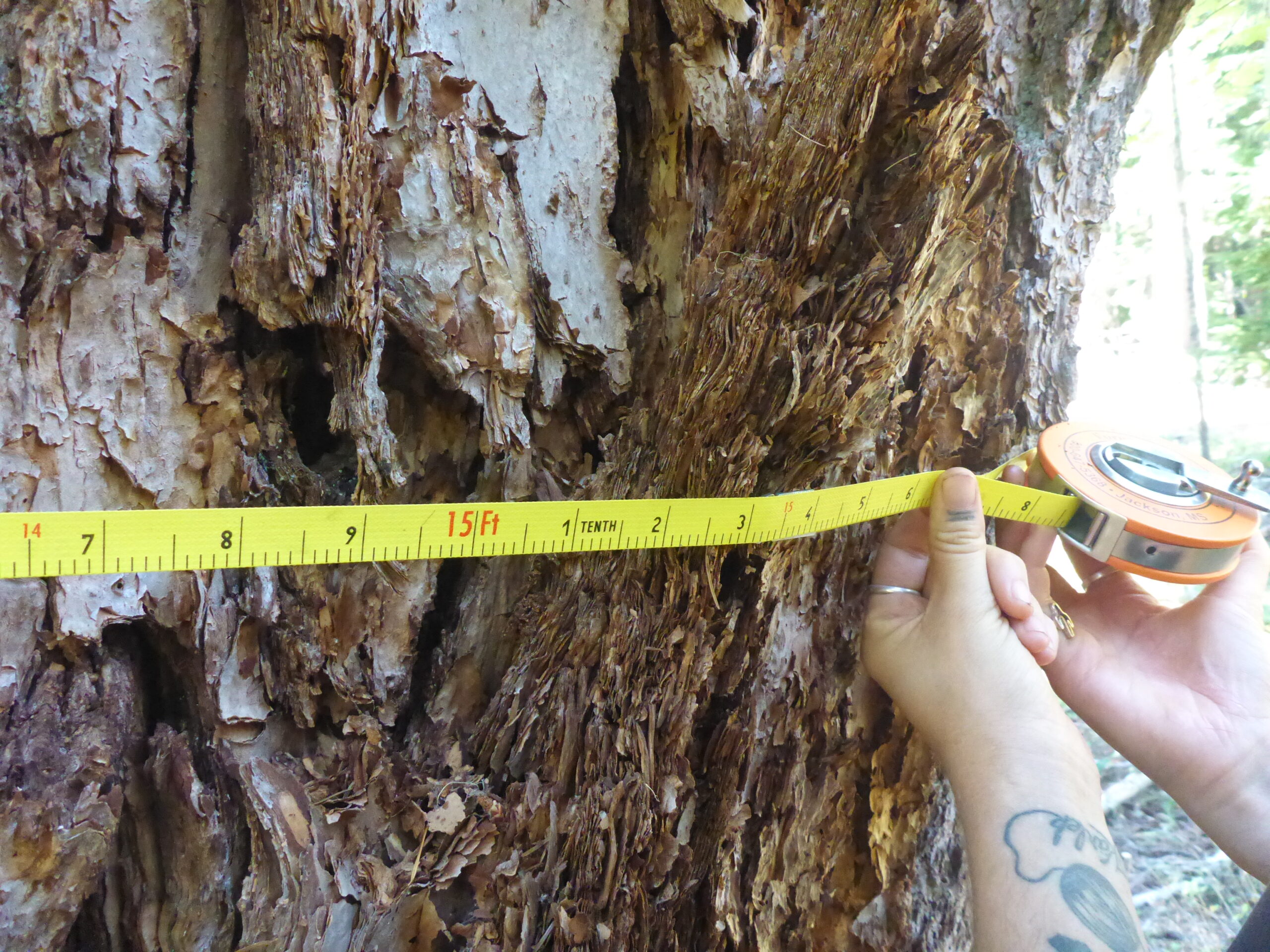 Color photo close up of a person's hands holding a measuring tape up to the gnarled trunk of a large tree.