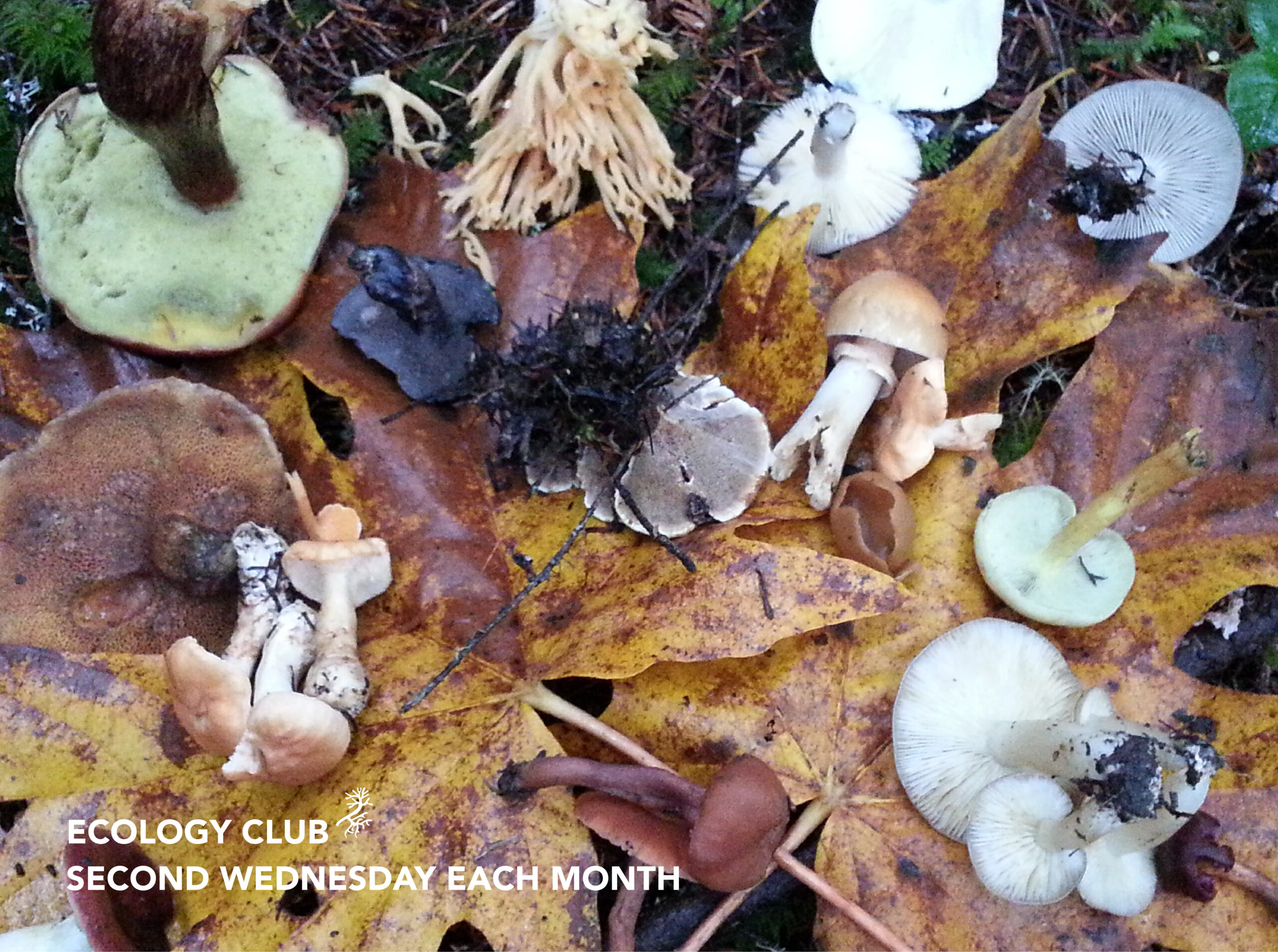 Cellphone photo of several different types of mushrooms laying on wet, yellow leaves. Their shapes and sizes vary, color as well. In the bottom left corner white text reads: Ecology Club, second Wednesday each month.