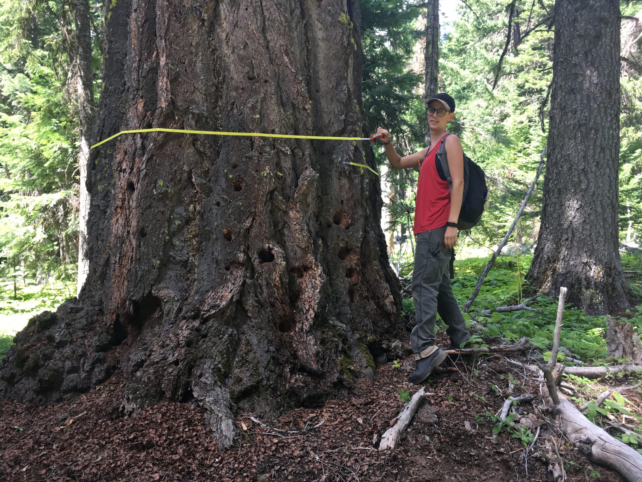 Color photo of a Bark volunteer in a red tank top with a black backpack measuring a very large tree's diameter with a yellow measuring tape in the Grasshopper Timber Sale area.