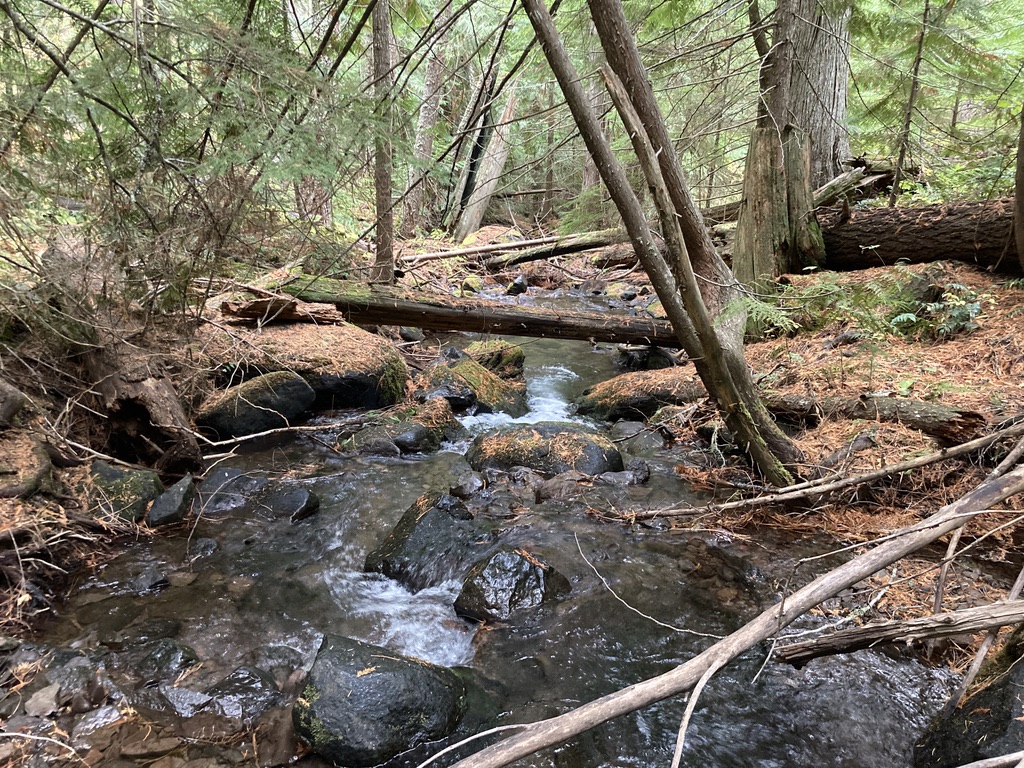 Color photo of a forest stream. The water rushes over smooth rocks. On either side is soft ground, covered with rusty colored pine needles.