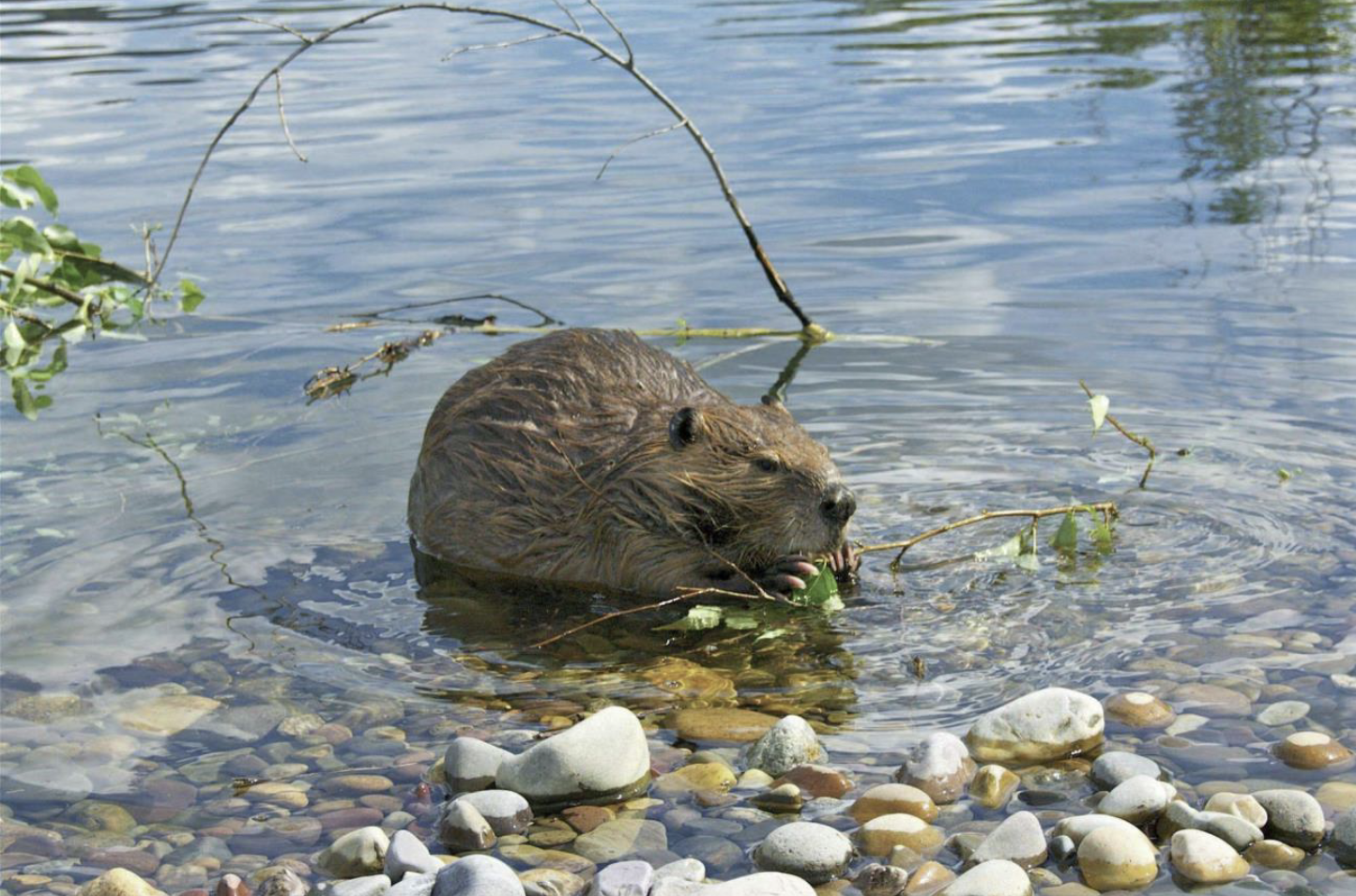 Mature beaver crouching in the water, snacking on a willow branch. The water is clear and you can see the river rocks clearly.
