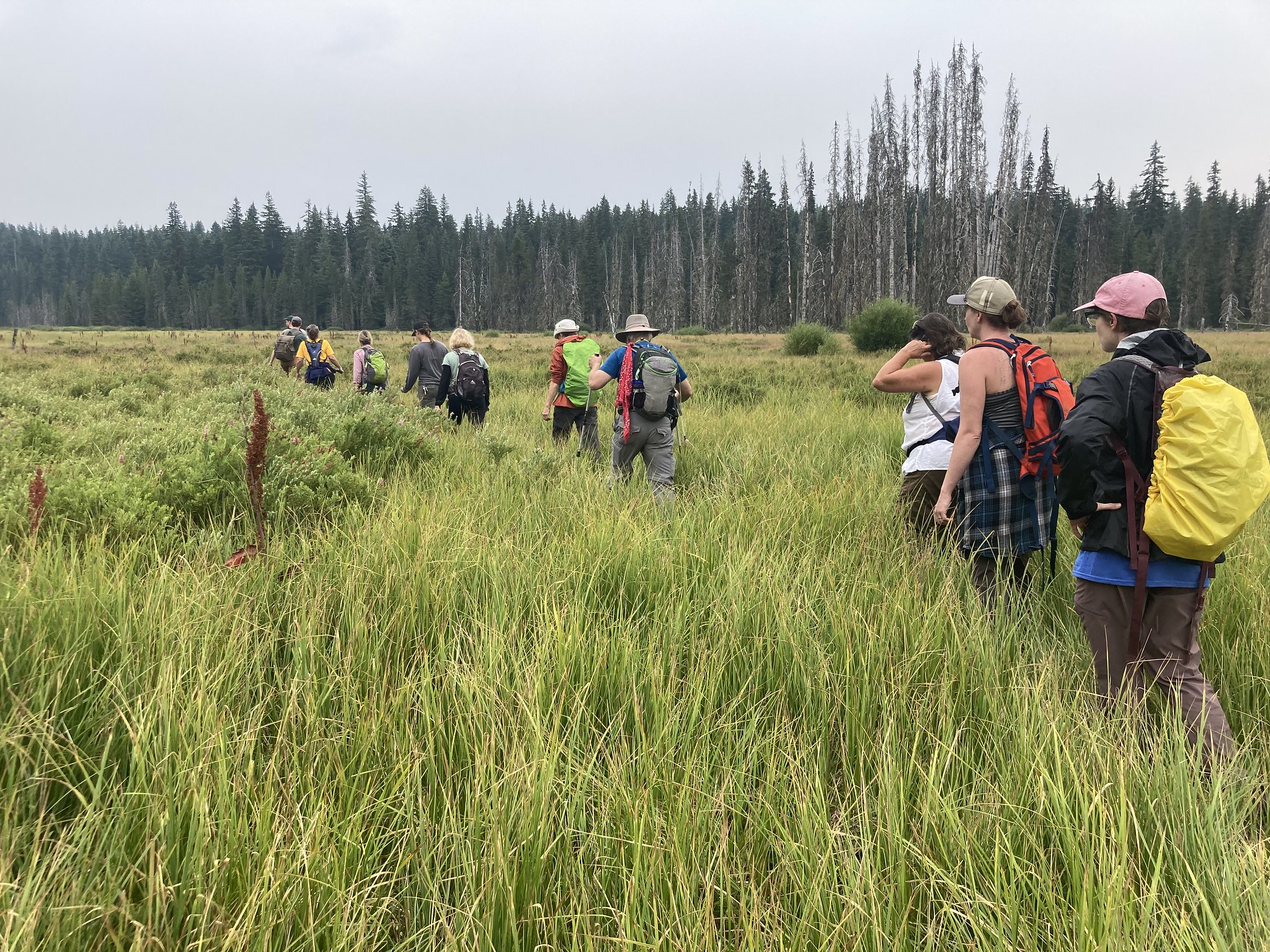 Color photo of a line of volunteers with varying hats and backpacks in a field of green grass. The sky is cloudy and gray against a line of pine trees in the distance.