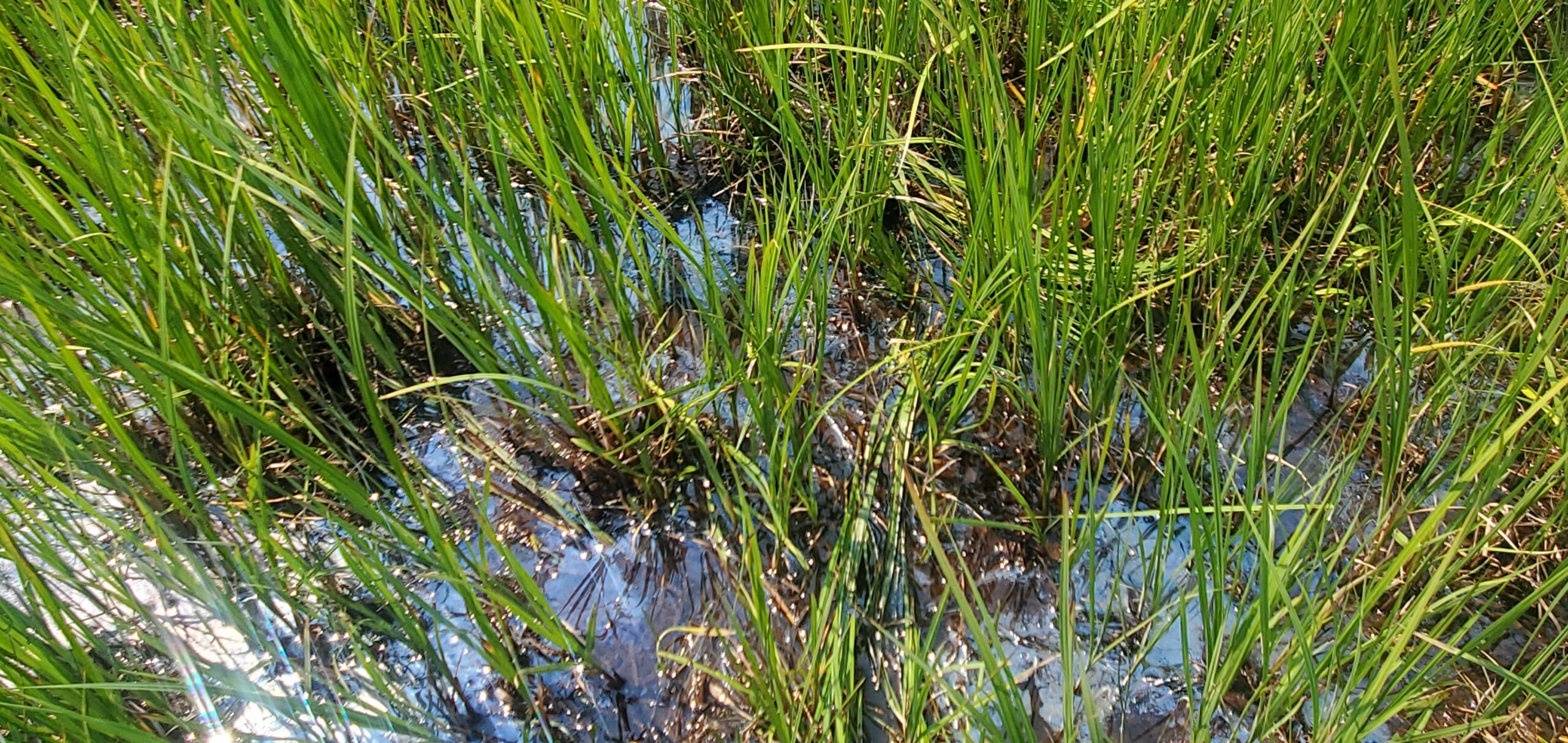 Close up of a wetland. Green grass is growing in standing water that is reflecting the light of the sun. It looks lush.