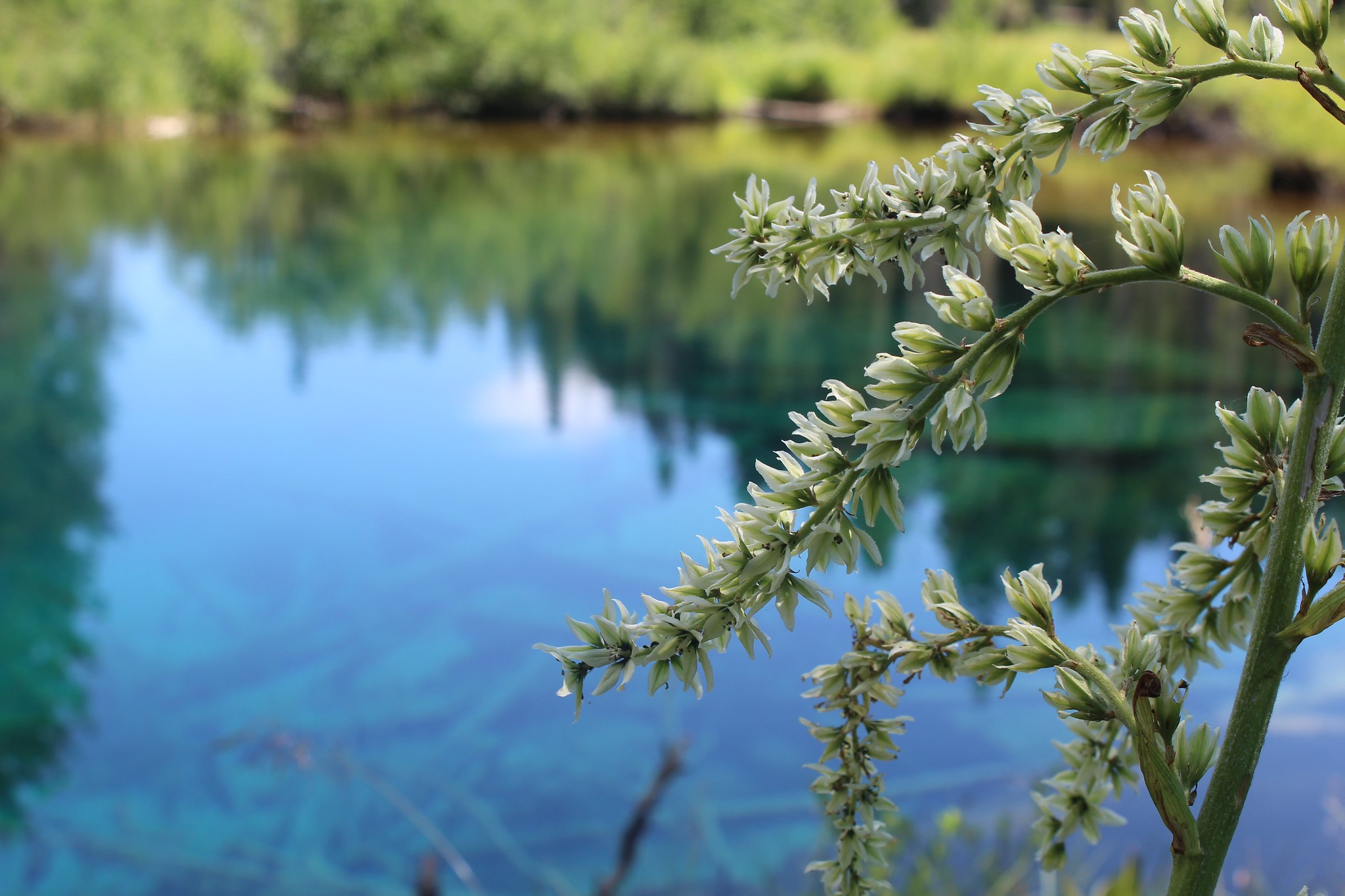 Close up of a water loving plant flowing alongside the deep turquoise blue of Little Crater Lake. The lake and its perimeter are out of focus, honing in on the delicacy of the pale green flowers.