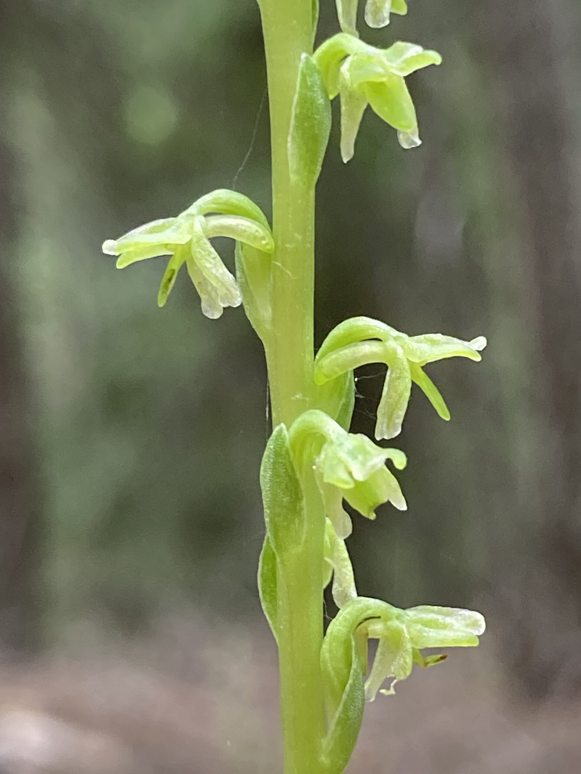 A close up of green coral root in a timber sale near Gate Creek.