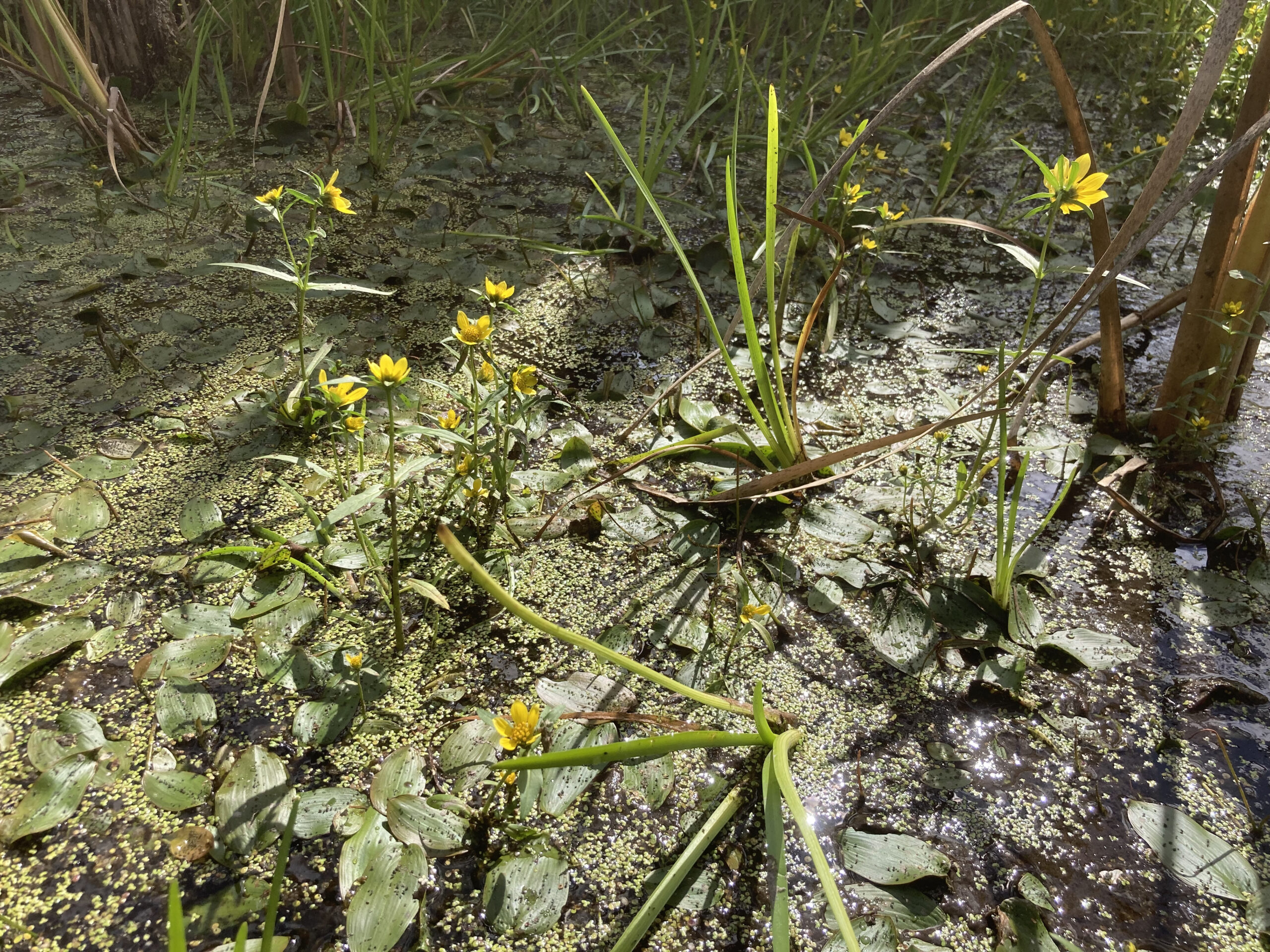 A view of sedges with yellow flowers and other aquatic/floating vegetation in the wetland site.
