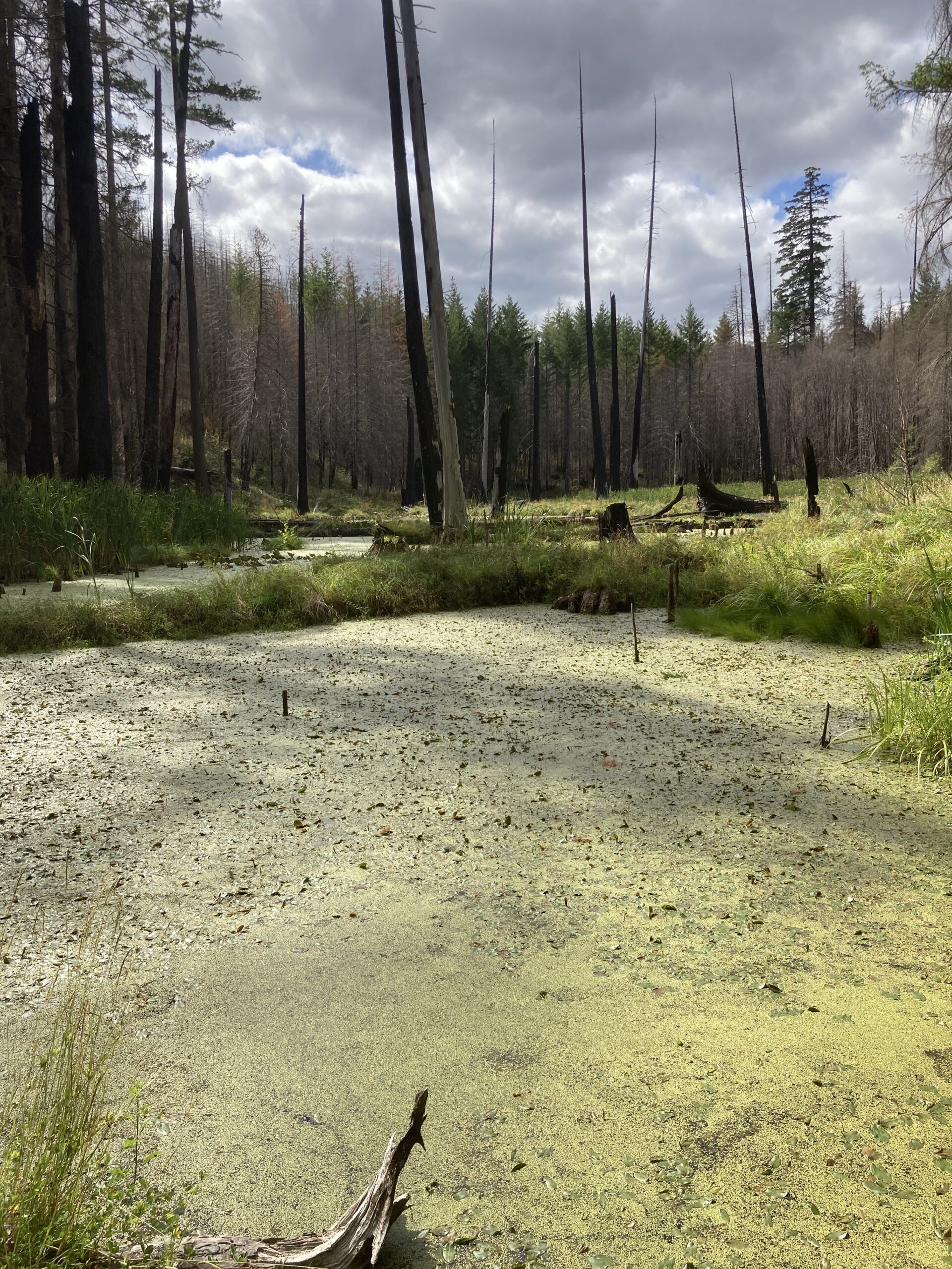 Photo of a wetland in the Riverside fire complex showing a green algal layer covering standing water. The day is cloudy and moody, with a tiny patch of blue. Behind the wetland is a line of tree, bark black from the 2020 fires.