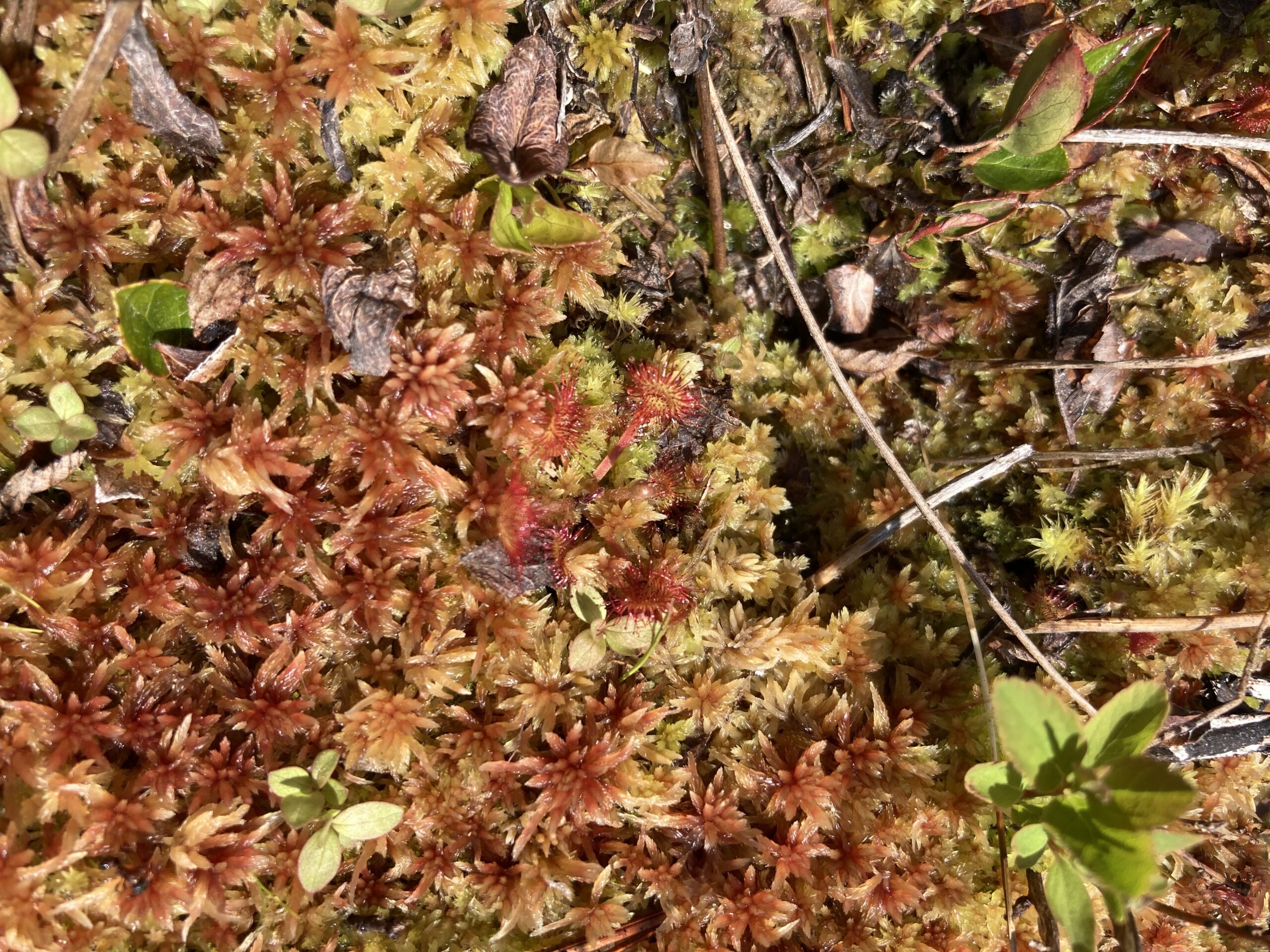 This is a closeup of spagnum moss, but it has turned red, possibly from lack of moisture.