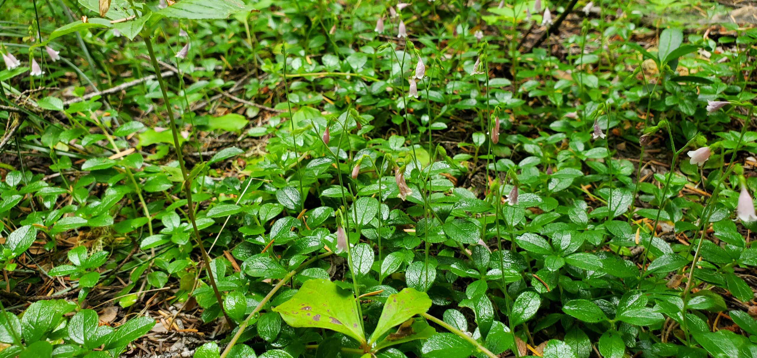 This is a close up of the groundcover near a wetland. There are bright green leaves, one plant covering the ground and another set of leaves which belong to a droopy purple flower.