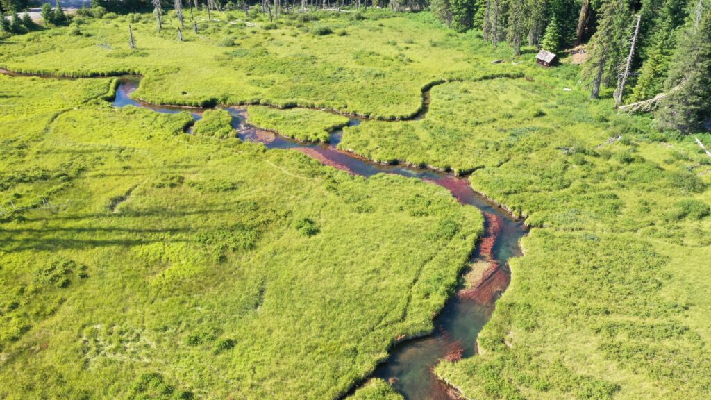 Image shows an aerial shot of a lime green wetland landscape. A winding stream runs through it and trees line the outside of the open green area.