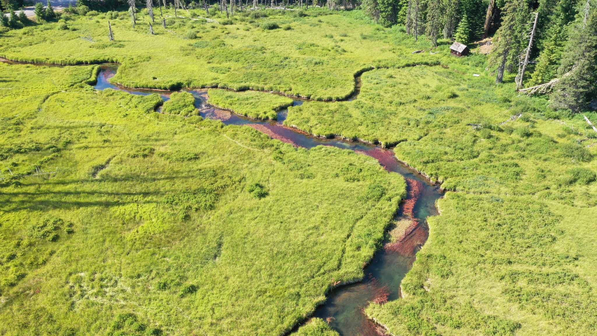 Field Immersive: Wetland Mapping Verification - Bark