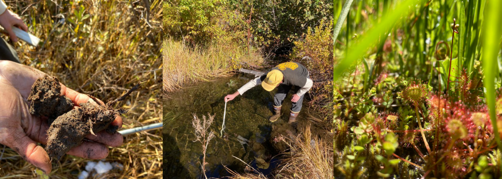 The three images from left to right show 1) Misha holding brown soil from the wetland to analyze its texture, 2) A volunteer wearing a yellow hat stretching their arm out to measure water depth in a wetland, and 3) A small red plant growing among grass in a bog.