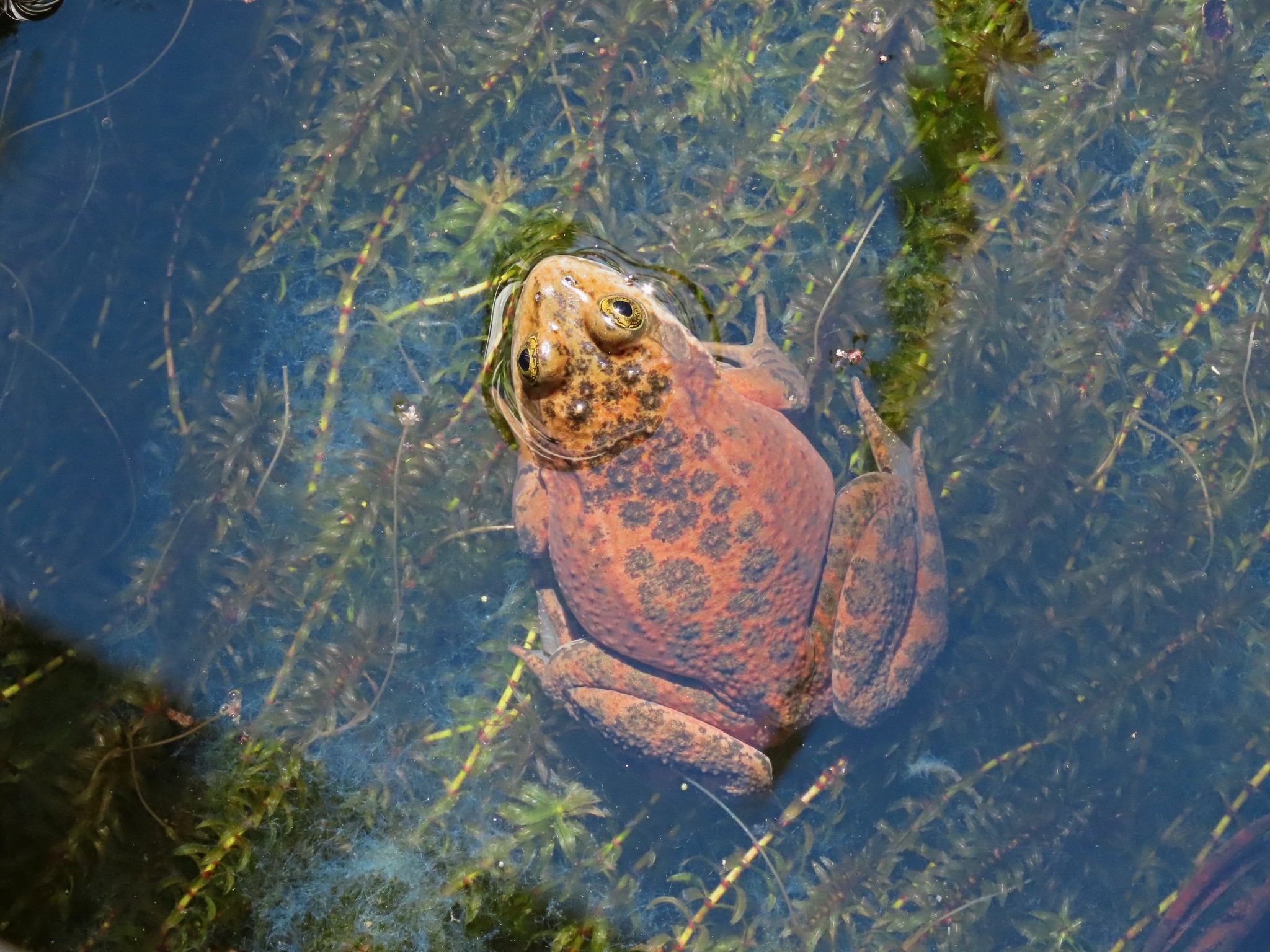 Frog Call Identification - Bark