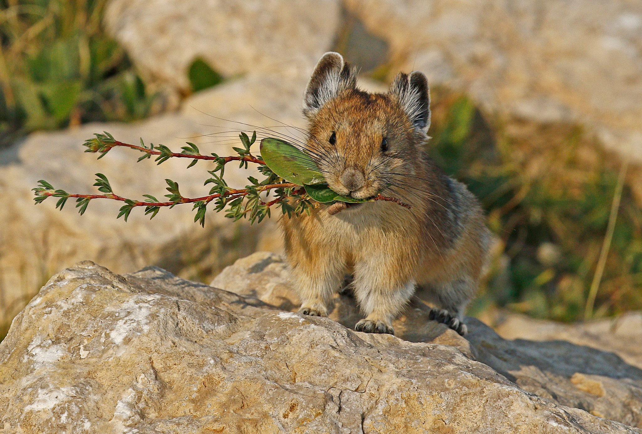 pika