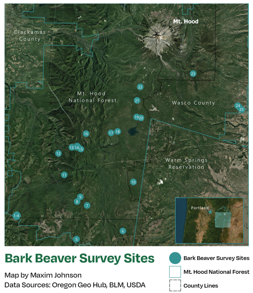 Bark Beaver Survey Map 2026